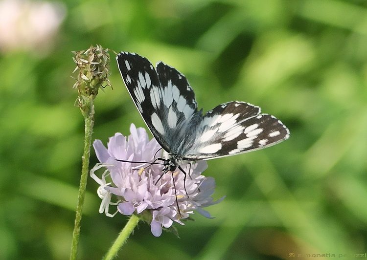 Lepidoptera dei Monti Sibillini - Melanargia galathea